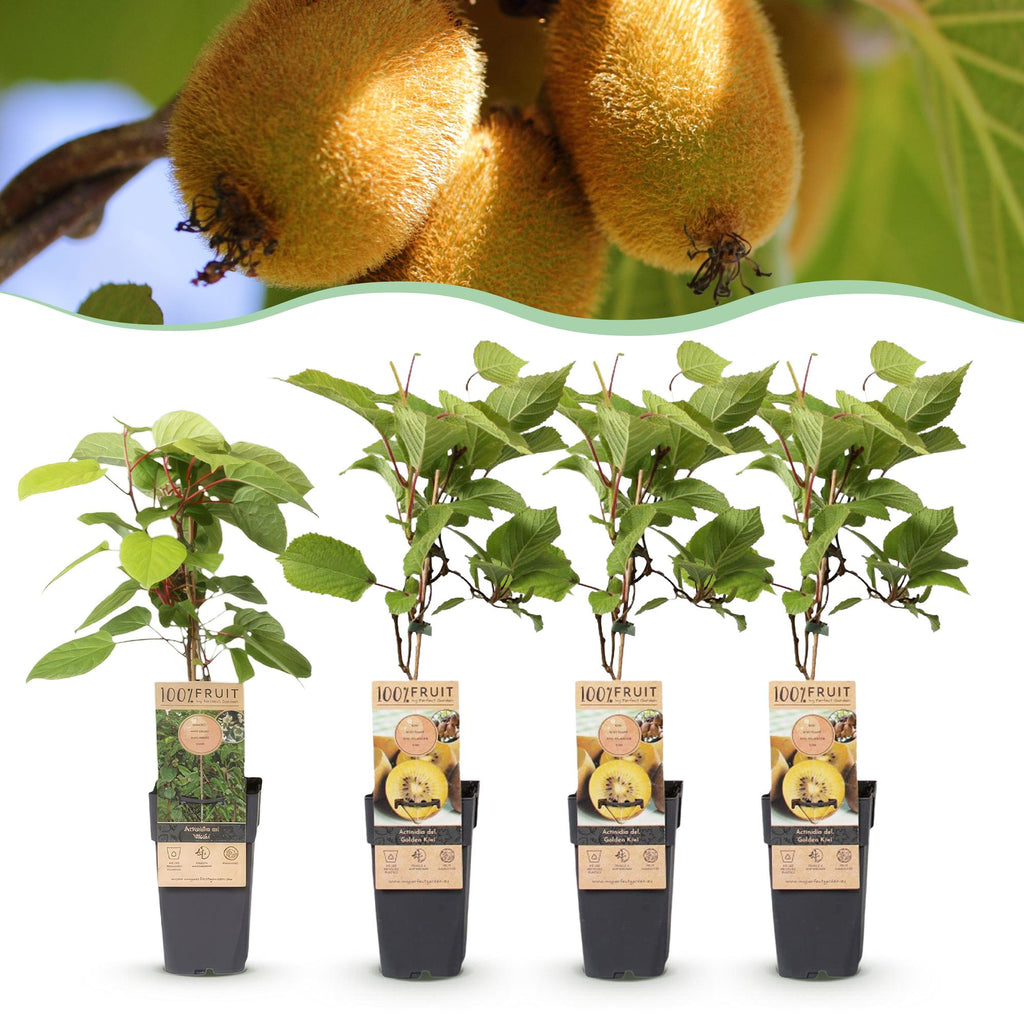 Actinidia 'Weiki & Golden Kiwi' (Kiwipflanze) (1 männlich + 3 weiblich) – gelb – 4 Pflanzen, Ø 15 cm, 50 cm hoch