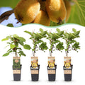Actinidia 'Weiki & Golden Kiwi' (Kiwipflanze) (1 männlich + 3 weiblich) – gelb – 4 Pflanzen, Ø 15 cm, 50 cm hoch