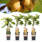 Actinidia 'Weiki & Golden Kiwi' (Kiwipflanze) (1 männlich + 3 weiblich) – gelb – 4 Pflanzen, Ø 15 cm, 50 cm hoch