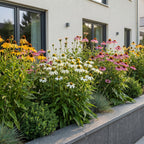 Echinacea 'Tricolour' (Sonnenhut) – gelb-rosa-weiß – 24 Pflanzen, Ø 11 cm, 15–25 cm hoch