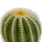 3× Bolcactus mix (Cactaceae) in terracotta pot – Ø9 cm, 16 cm hoog