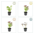 Sedum 'Herbstfreude' (stonecrop) – 60 plants, Ø9 cm, 10–25 cm high