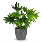 Philodendron Lickety split i grå dekorationspotta – Ø19 cm, 70 cm hög