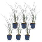 Miscanthus sinensis 'Gracillimus' (miscanthus) – 6 plantes, Ø11 cm, 15–25 cm de haut