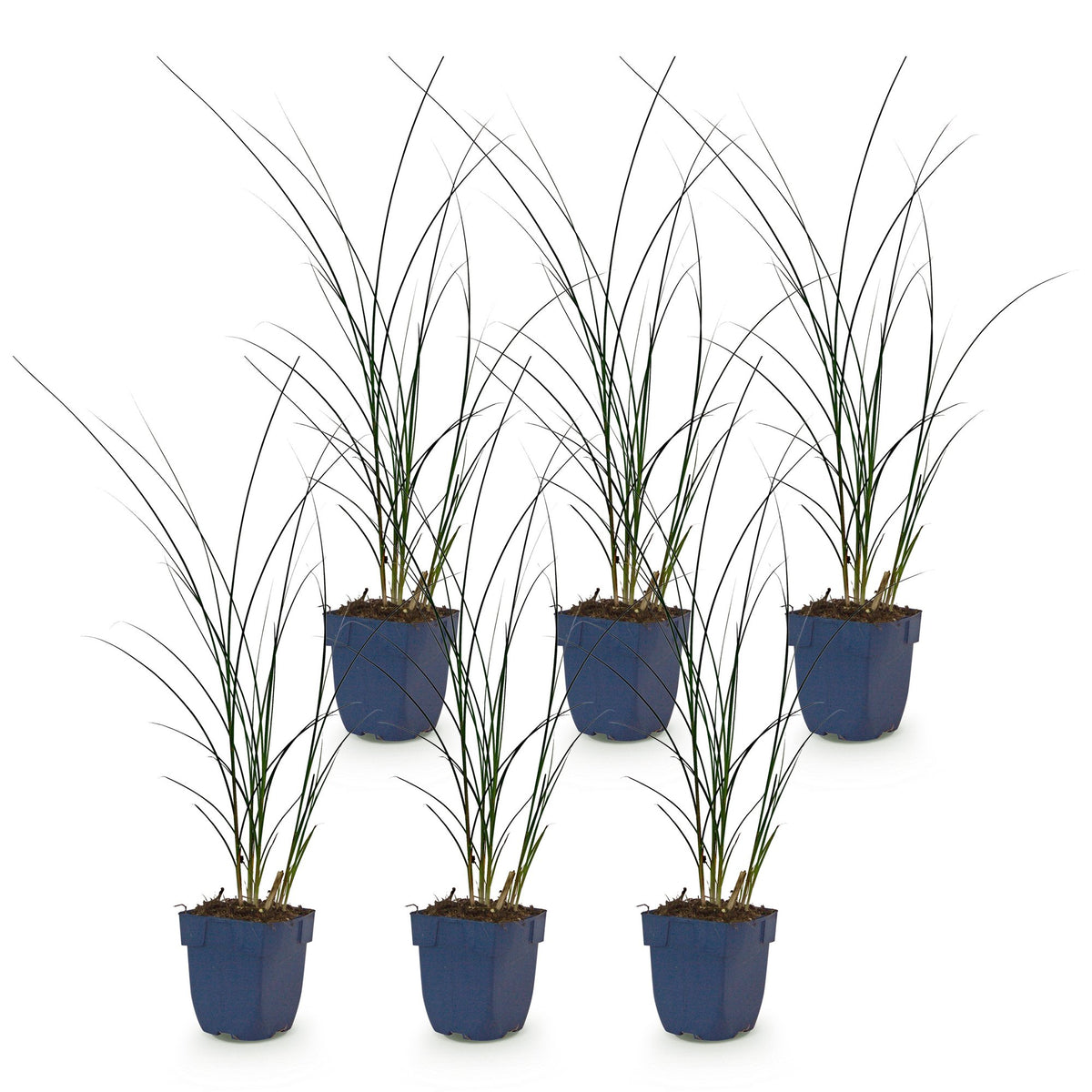Miscanthus sinensis 'Gracillimus' (miscanthus) – 6 plantes, Ø11 cm, 15–25 cm de haut – photo 2