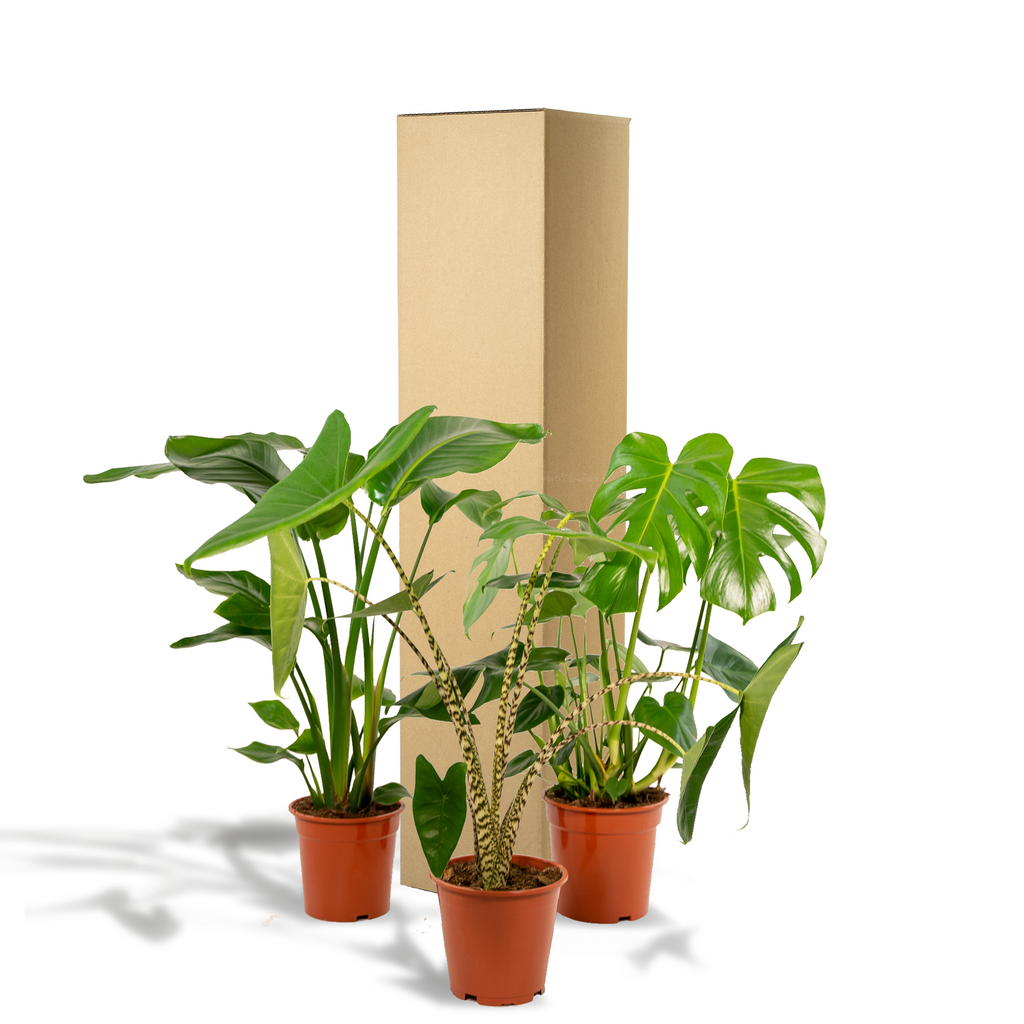 Strelitzia nicolai (Monstera) – Ø21 cm, 75 cm høj