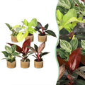 6× Baby Philodendron Family incl. Linnea Honey – Ø6 cm, 10–15 cm tall