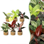 6× Baby Philodendron Family incl. Linnea Honey – Ø6 cm, 10–15 cm tall