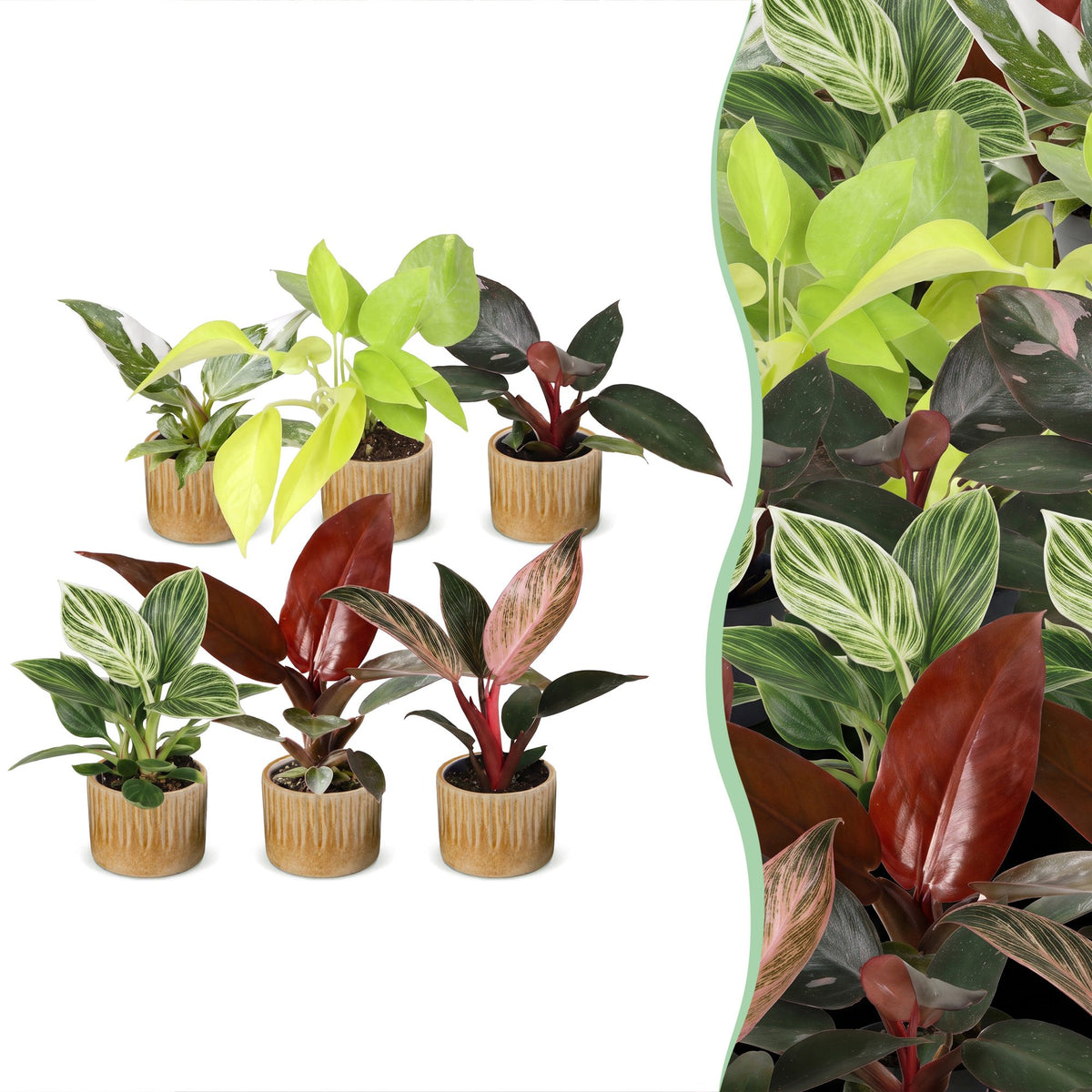 6× Baby Philodendron Family inkl. Linnea Honey – Ø6 cm, 10–15 cm hoch