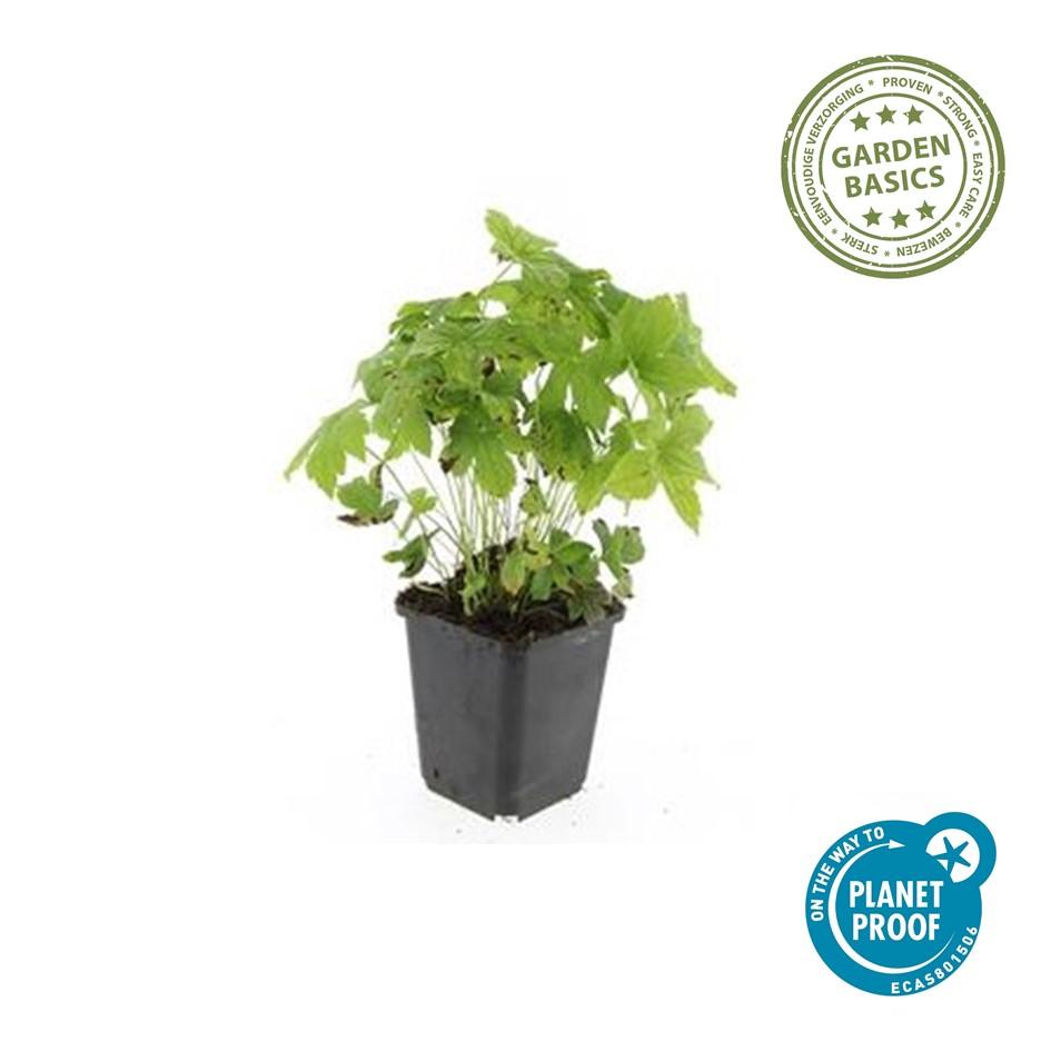 Geranium nodosum (cranesbill) – 6 plants, Ø9 cm, 10–25 cm high – photo 3