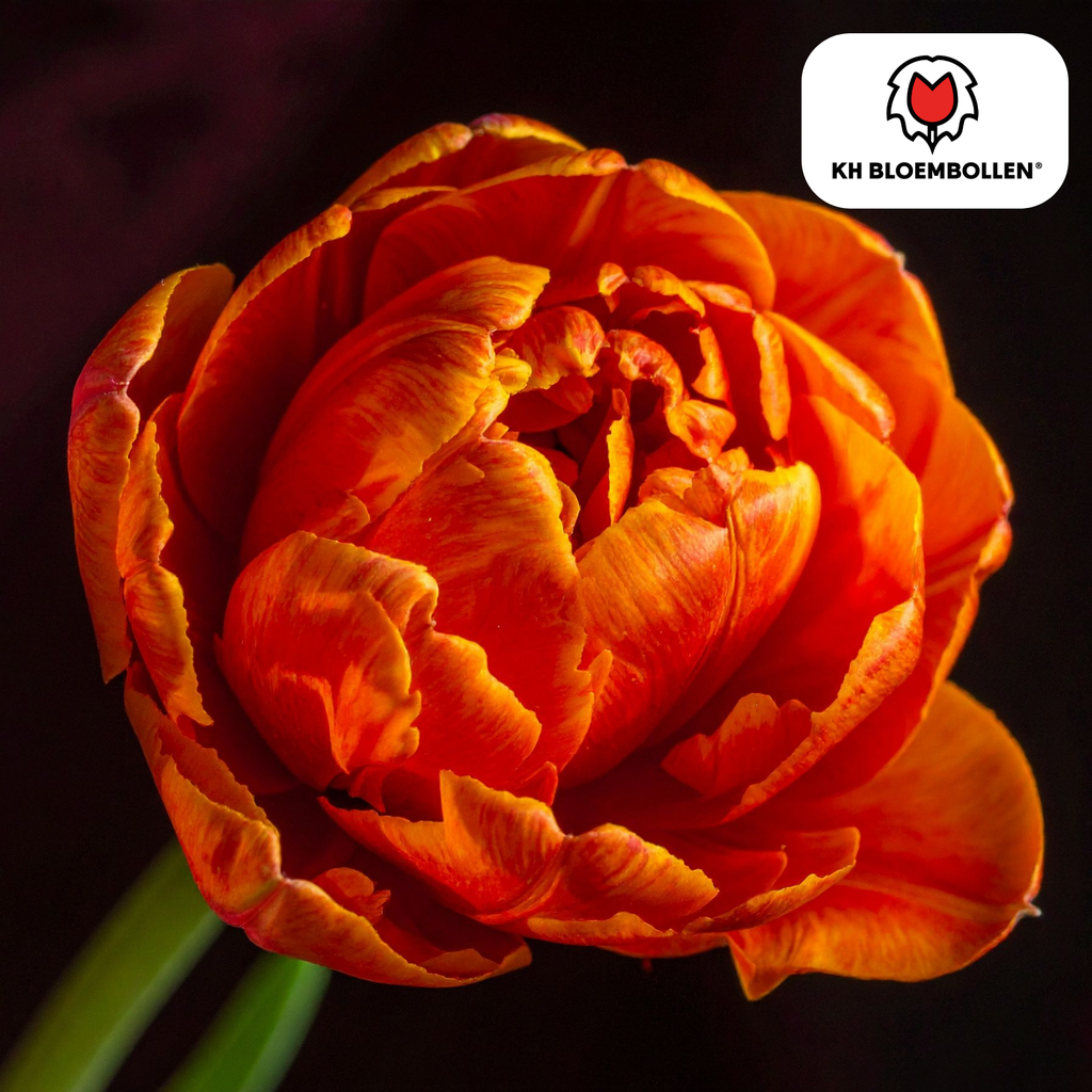 Tulpe 'Icoon' – 20 Blumenzwiebeln (Zwiebelgröße 11/12)