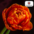 Tulpe 'Icoon' – 20 Blumenzwiebeln (Zwiebelgröße 11/12)