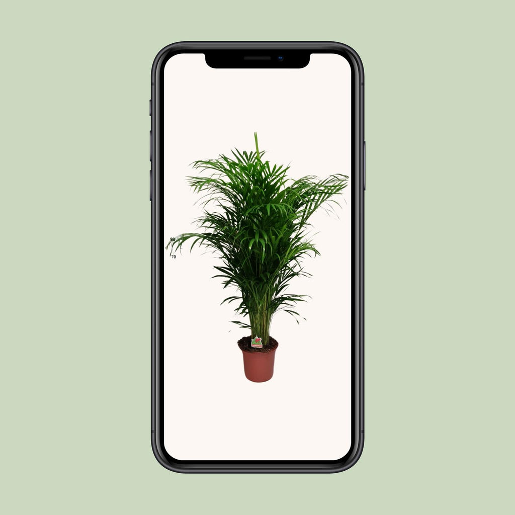 Dypsis lutescens (goudpalm) – Ø24 cm, 125 cm hoog
