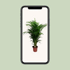 Dypsis lutescens (goudpalm) – Ø24 cm, 125 cm hoog