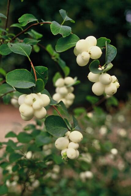 Symphoricarpos ch. 'Hancock' (snowberry) – 12 plants, Ø9 cm, 10–25 cm high – photo 7