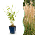 Calamagrostis 'Karl Foerster' (herbe de la Pampa) – 24 plants, Ø11 cm, 15–25 cm de haut