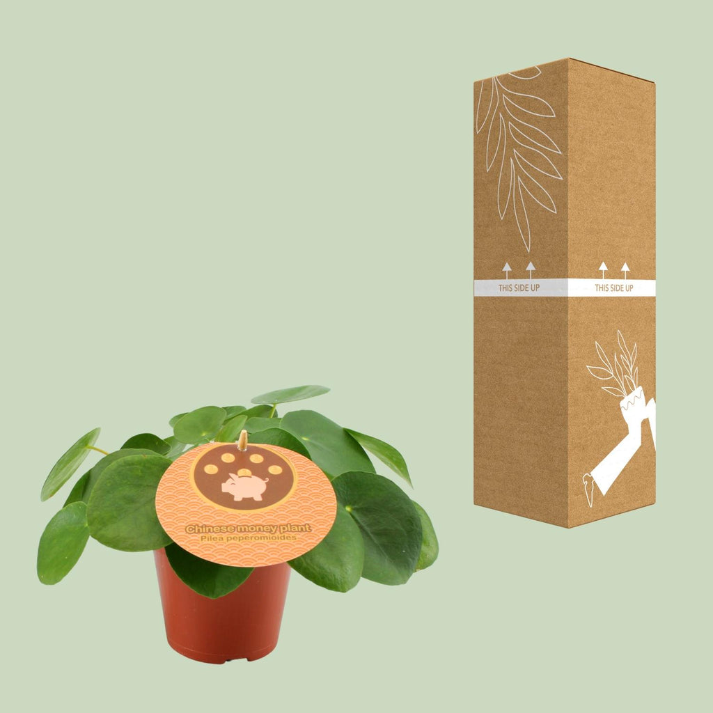 Pilea peperomioides (pannenkoekplant) – Ø12 cm, 20 cm hoog
