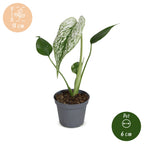 Monstera Devil Monster (plante percée) – Ø6 cm, 18 cm de haut