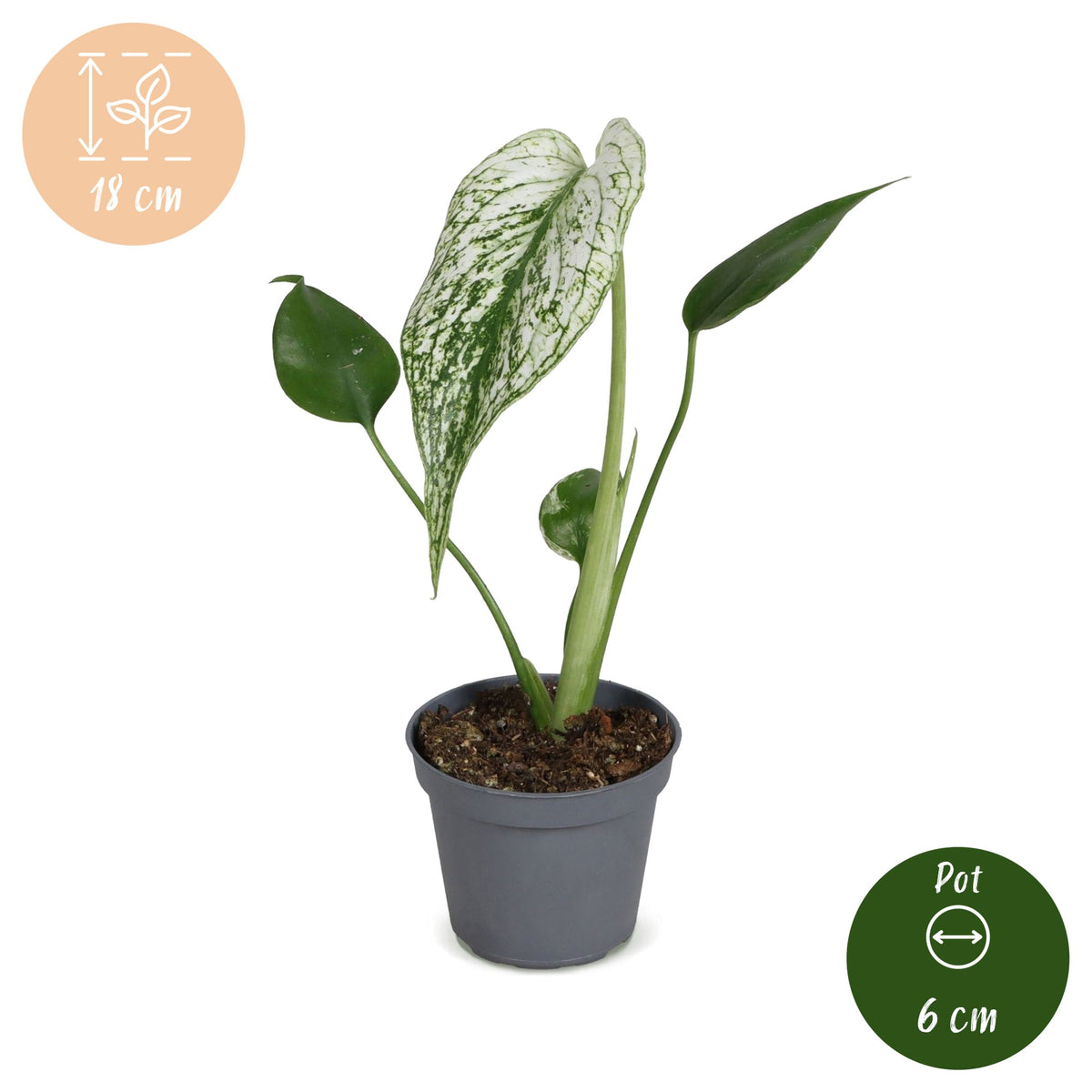 Monstera Devil Monster (plante percée) – Ø6 cm, 18 cm de haut
