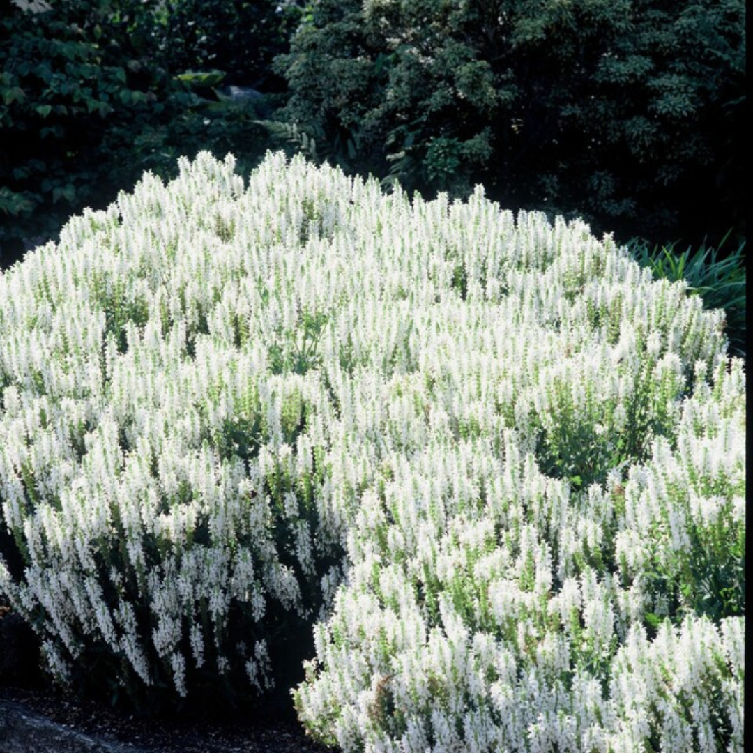 Salvia nemorosa 'Schneehugel' (sauge) – 48 plants, Ø9 cm, 10–25 cm de haut – photo 7