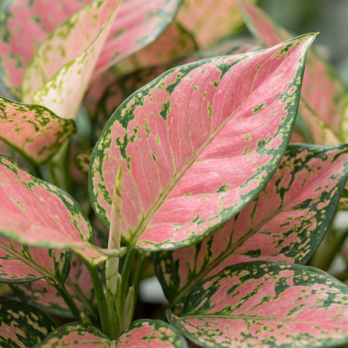 Aglaonema Red Valentine – Ø6 cm, 12 cm høj