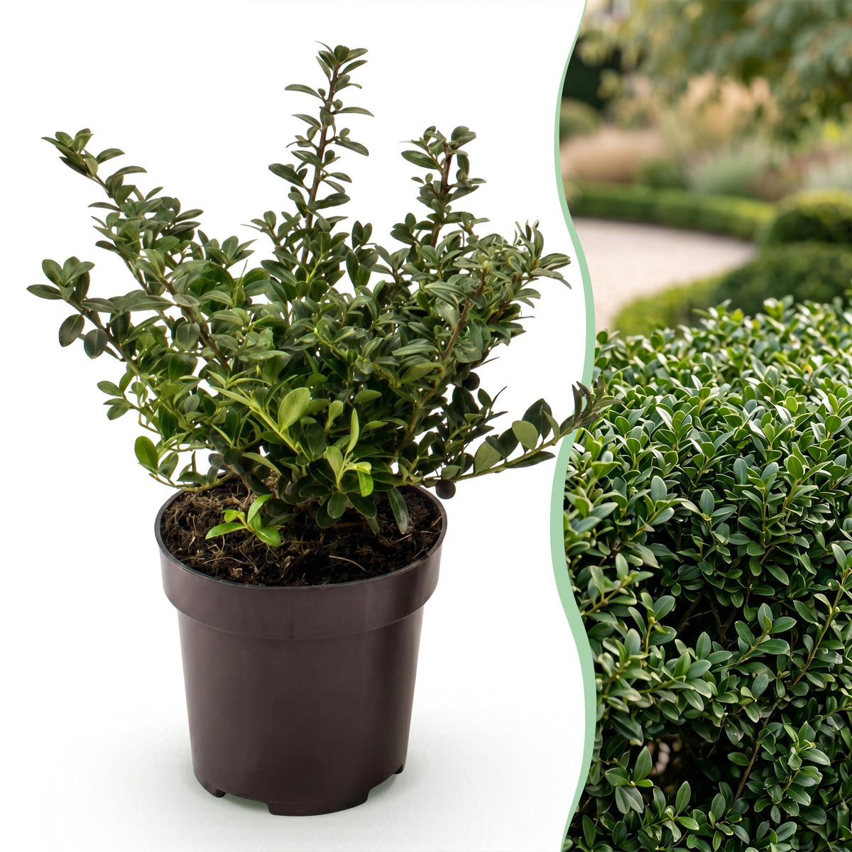 Ilex crenata 'Stokes' (Houx du Japon) – 8 plants, Ø9 cm, 20–30 cm de haut – photo 3
