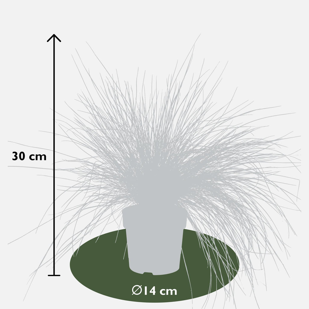 Festuca glauca 'Azura Blue' (blue fescue) – Ø19 cm, 40 cm high – art. 6627 – photo 8