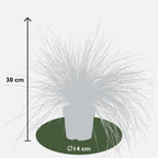 Festuca glauca 'Azura Blue' (blue fescue) – Ø19 cm, 40 cm high – art. 6627