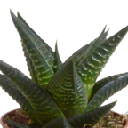 Mélange Gasteria/Haworthia en pot en terre cuite – Ø6 cm, 13 cm de haut