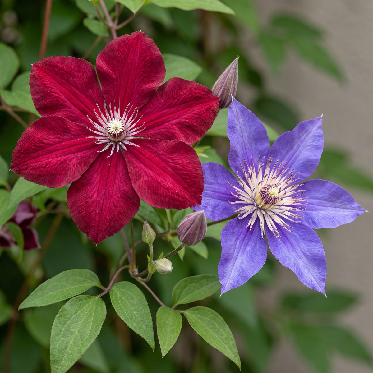 Clematis 'Duo Blue & Red' (bosrank) – blauw-rood – 6 planten, Ø9 cm, 35 cm hoog