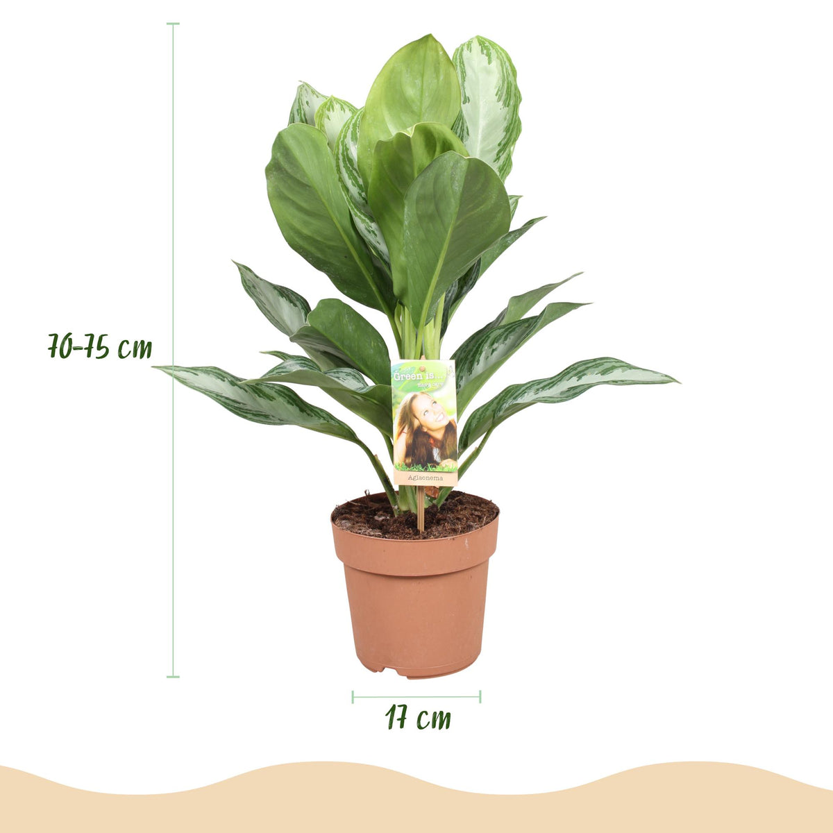Aglaonema Silver Bay – Ø17 cm, 70–75 cm høj