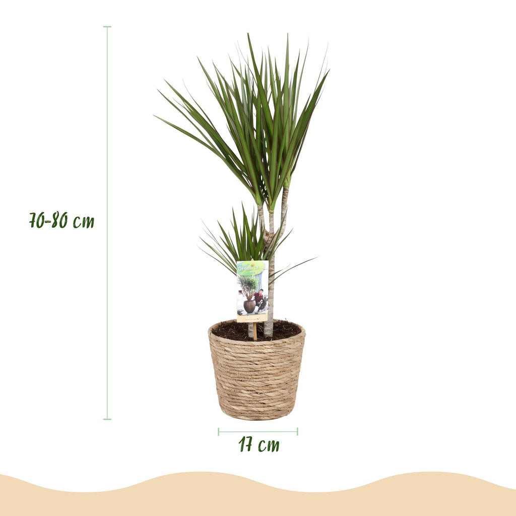 Dracaena marginata (arbre dragonnier) avec panier – Ø17 cm, 70–80 cm de haut
