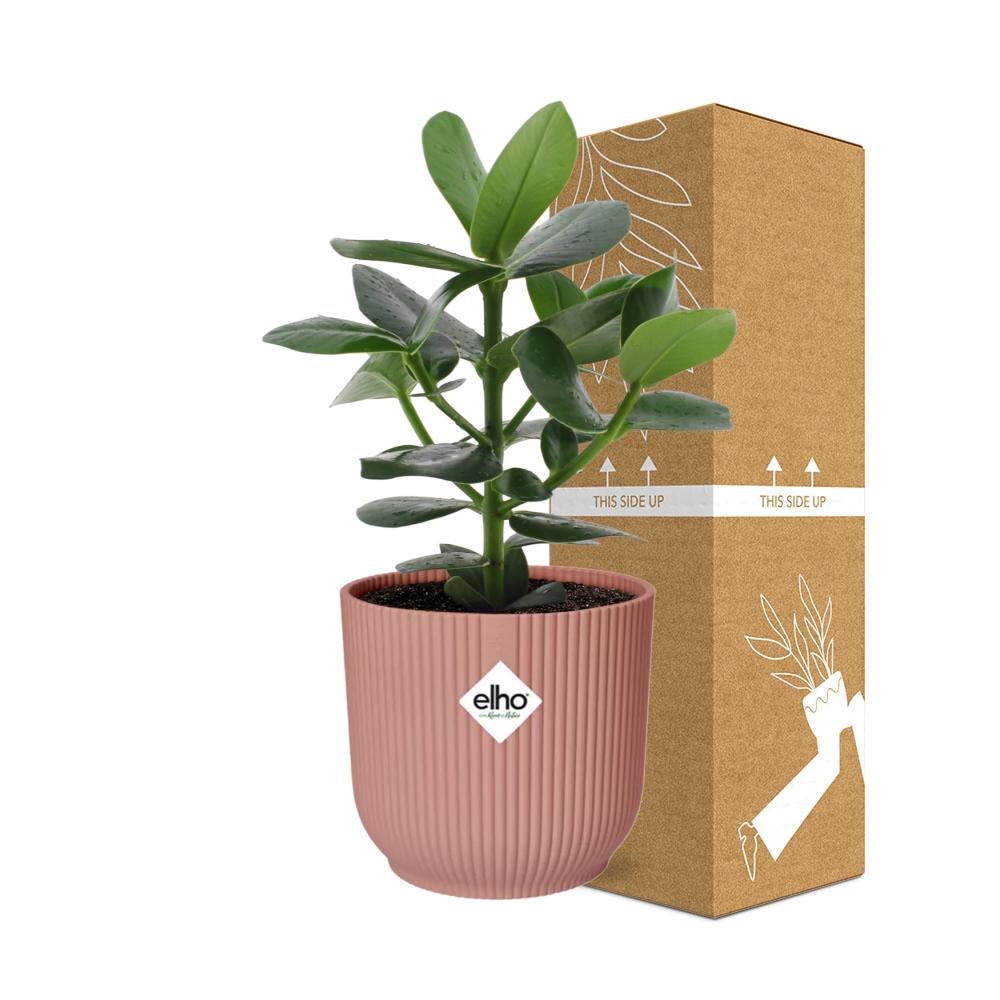 Clusia Princess in ELHO Vibes Fold 14cm rosa – 25 cm hoch