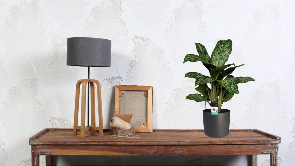 Aglaonema Greenlight (Decorum) – Ø17 cm, 60 cm hoog