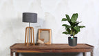 Aglaonema Greenlight (Decorum) – Ø17 cm, 60 cm hoog