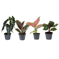 Coffret surprise de plantes d’intérieur – Ø 6 cm, 12 cm de haut