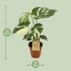 Monstera Thai Constellation (plante percée) – Ø15 cm, 50 cm de haut