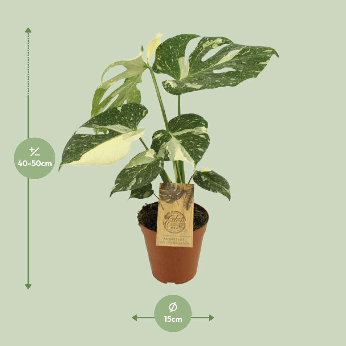 Monstera Thai Constellation (plante percée) – Ø15 cm, 50 cm de haut – photo 2