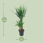 Yucca elephantipes – Ø21 cm, 100 cm hoog – art. 12149