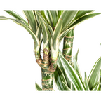 Dracaena Deremensis White Stripe (drakenboom) – Ø27 cm, 170–190 cm hoog