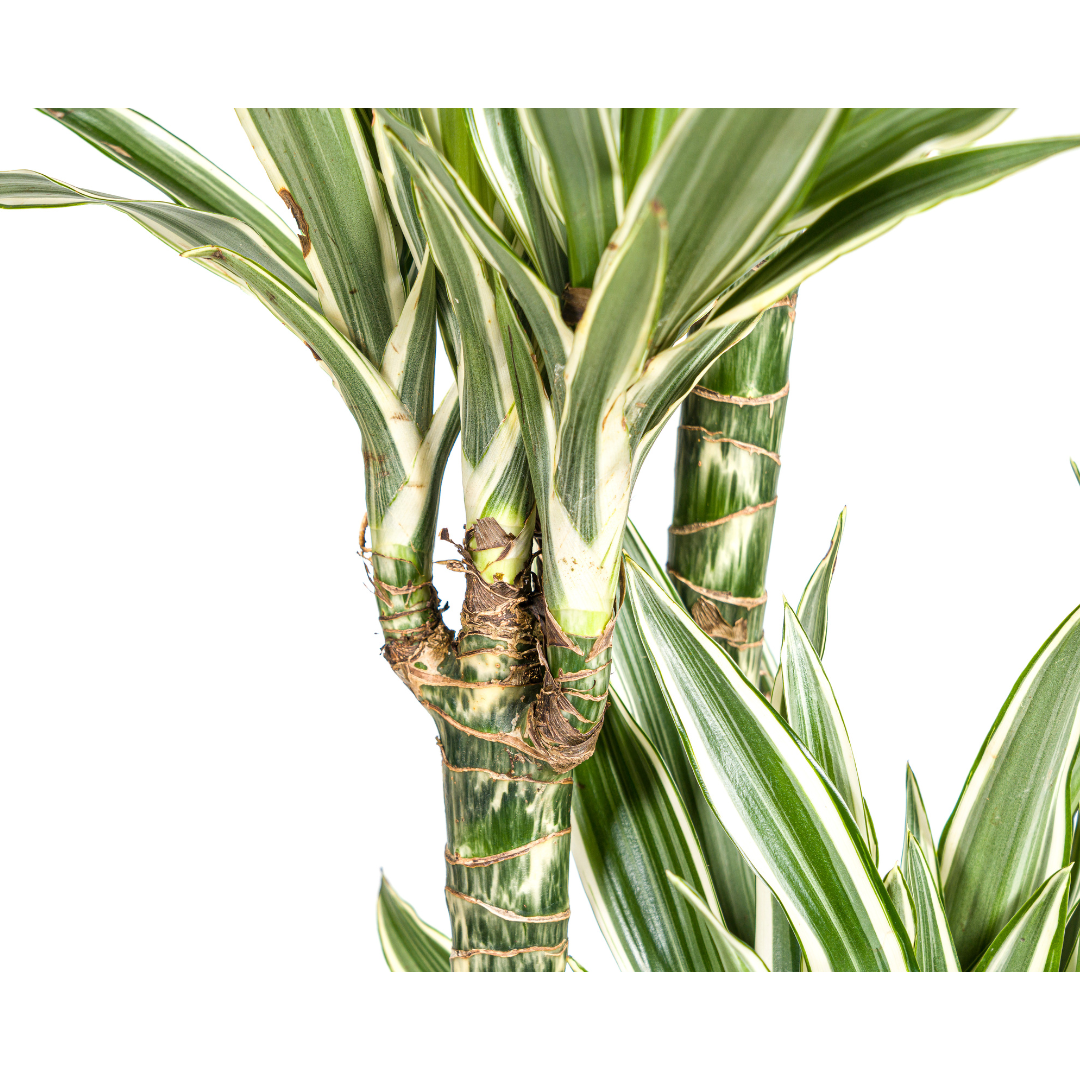 Dracaena Deremensis White Stripe (Drachenbaum) – Ø 27 cm, 170–190 cm hoch