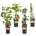 Ribes (Regenbogen) – 4 Pflanzen, Ø15 cm, 50 cm hoch