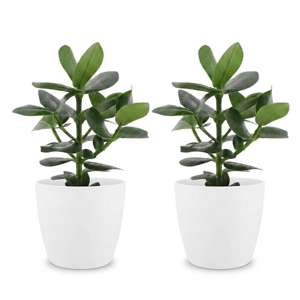 2× Clusia Princess im weißen Zierschoner-Topf – Ø 12 cm, 40 cm hoch