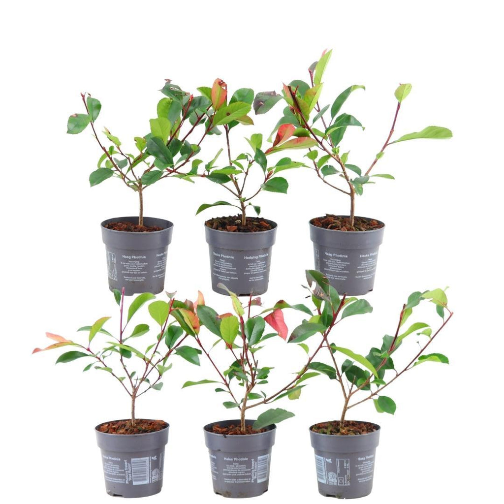 Photinia fraseri 'Red Robin' (glossy photinia) – 6 plants, 25 cm high