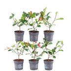 Photinia fraseri 'Red Robin' (glossy photinia) – 6 plants, 25 cm high