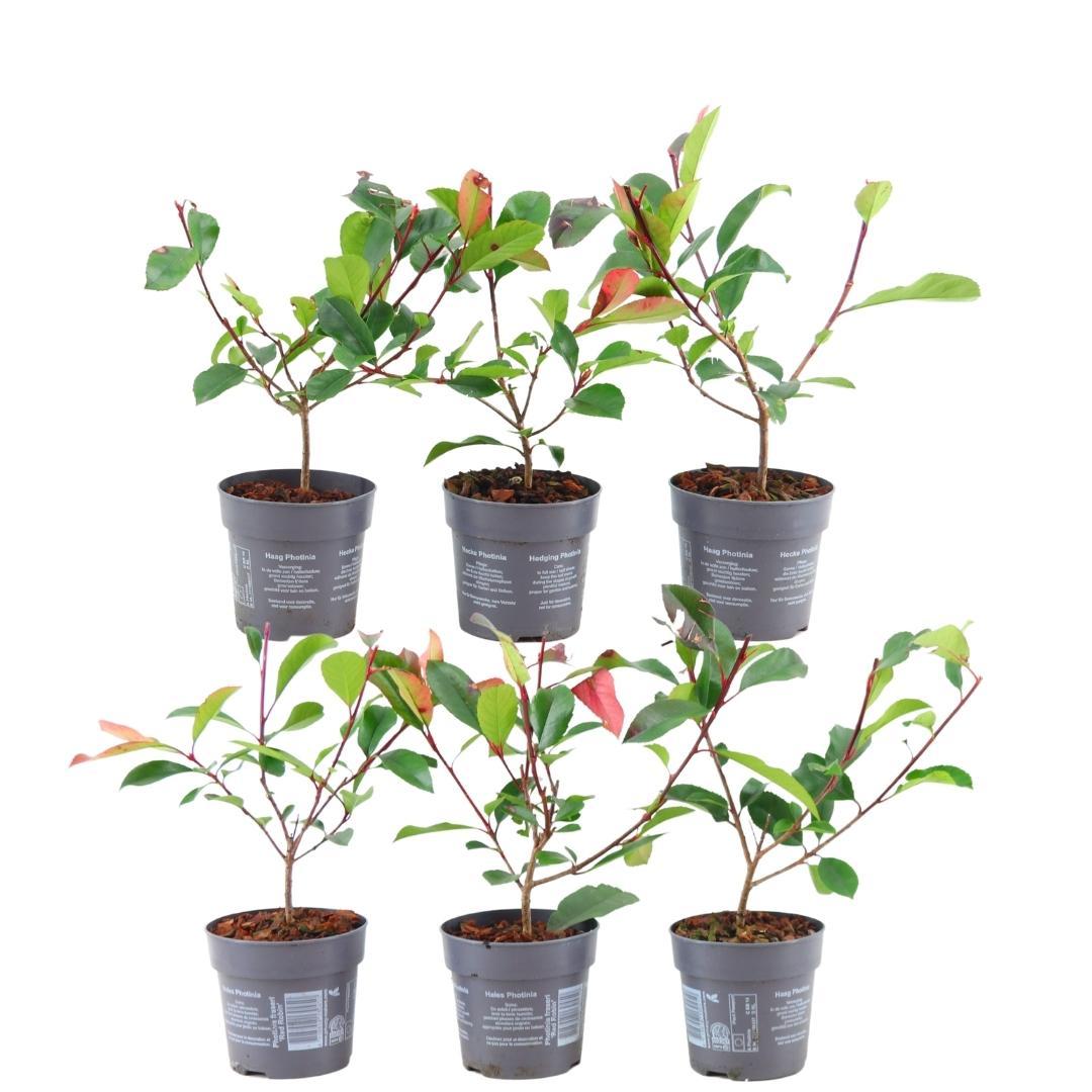 Photinia fraseri 'Red Robin' (glossy photinia) – 6 plants, 25 cm high