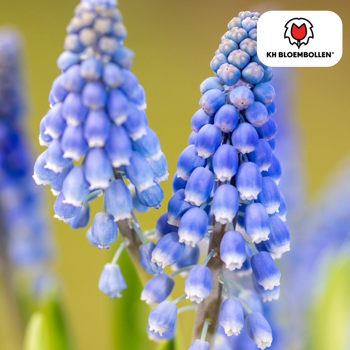 Druifhyacint 'Bleu Moon' – 20 bloembollen