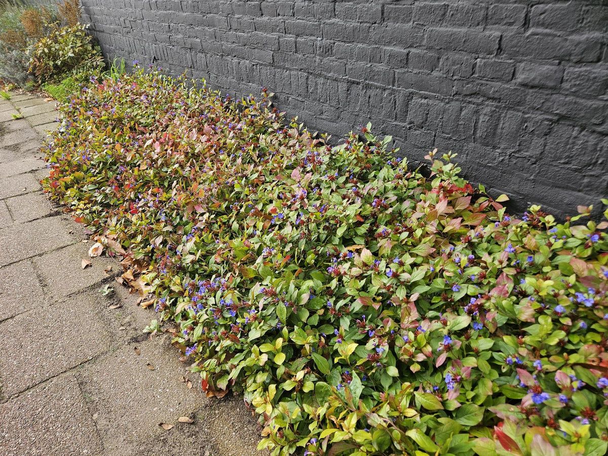 Ceratostigma plumbaginoides (plumbagine) – 60 plantes, Ø9 cm, 10–25 cm de haut – photo 7
