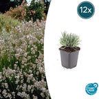Lavandula int. 'Edelweiss' (lavande) – 12 plantes, Ø9 cm, 10–25 cm de haut