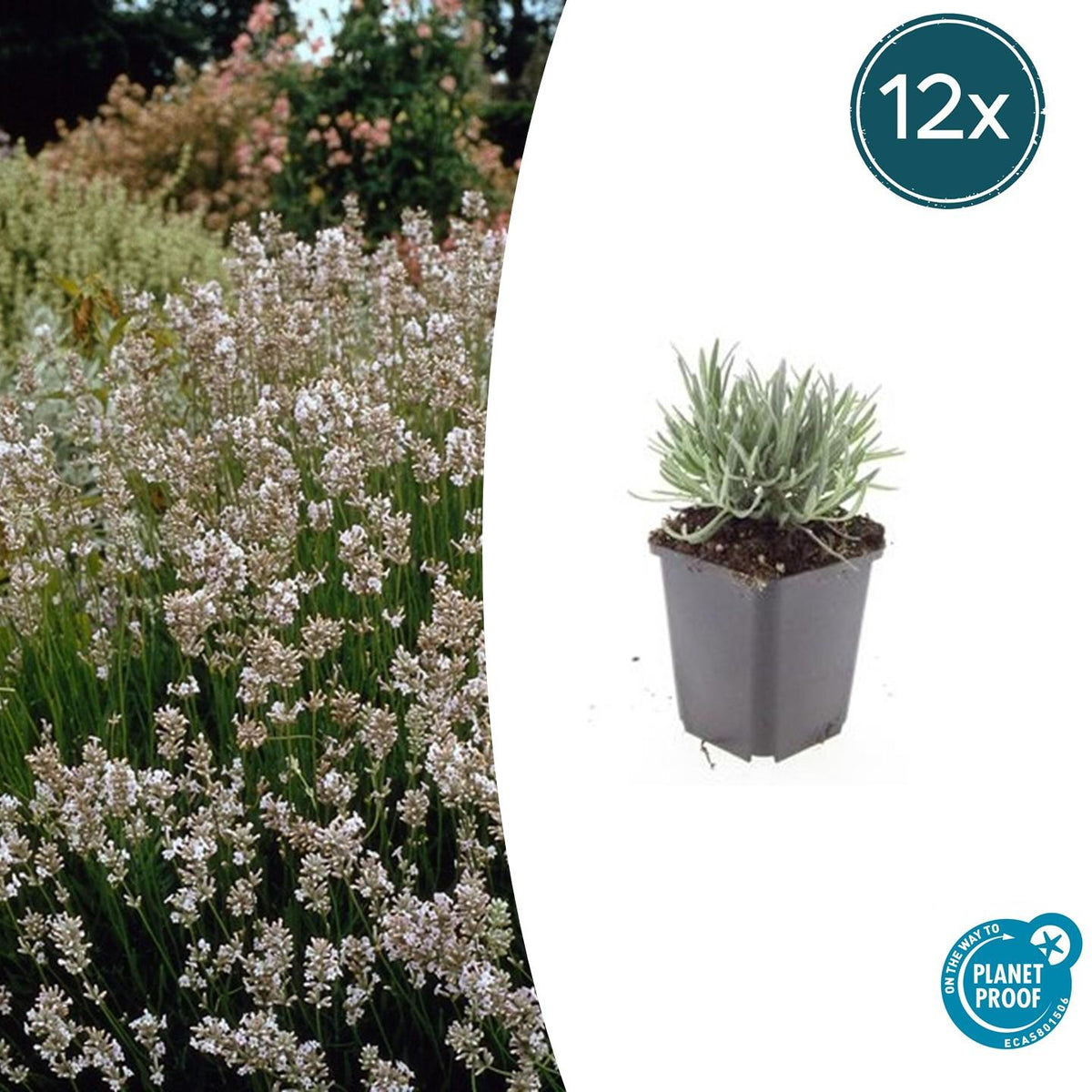 Lavandula int. 'Edelweiss' (lavendel) – 12 planten, Ø9 cm, 10–25 cm hoog
